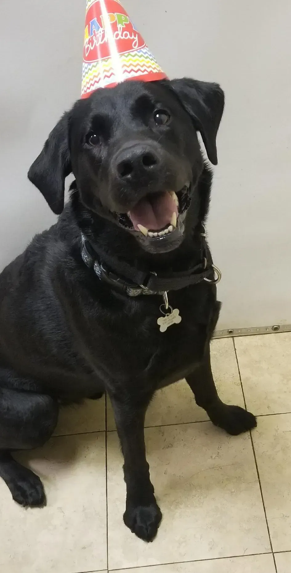 A black dog wearing a red birthday hat