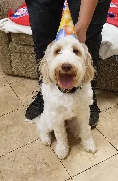 A small white dog wearing a birthday hat is sitting next to a person.