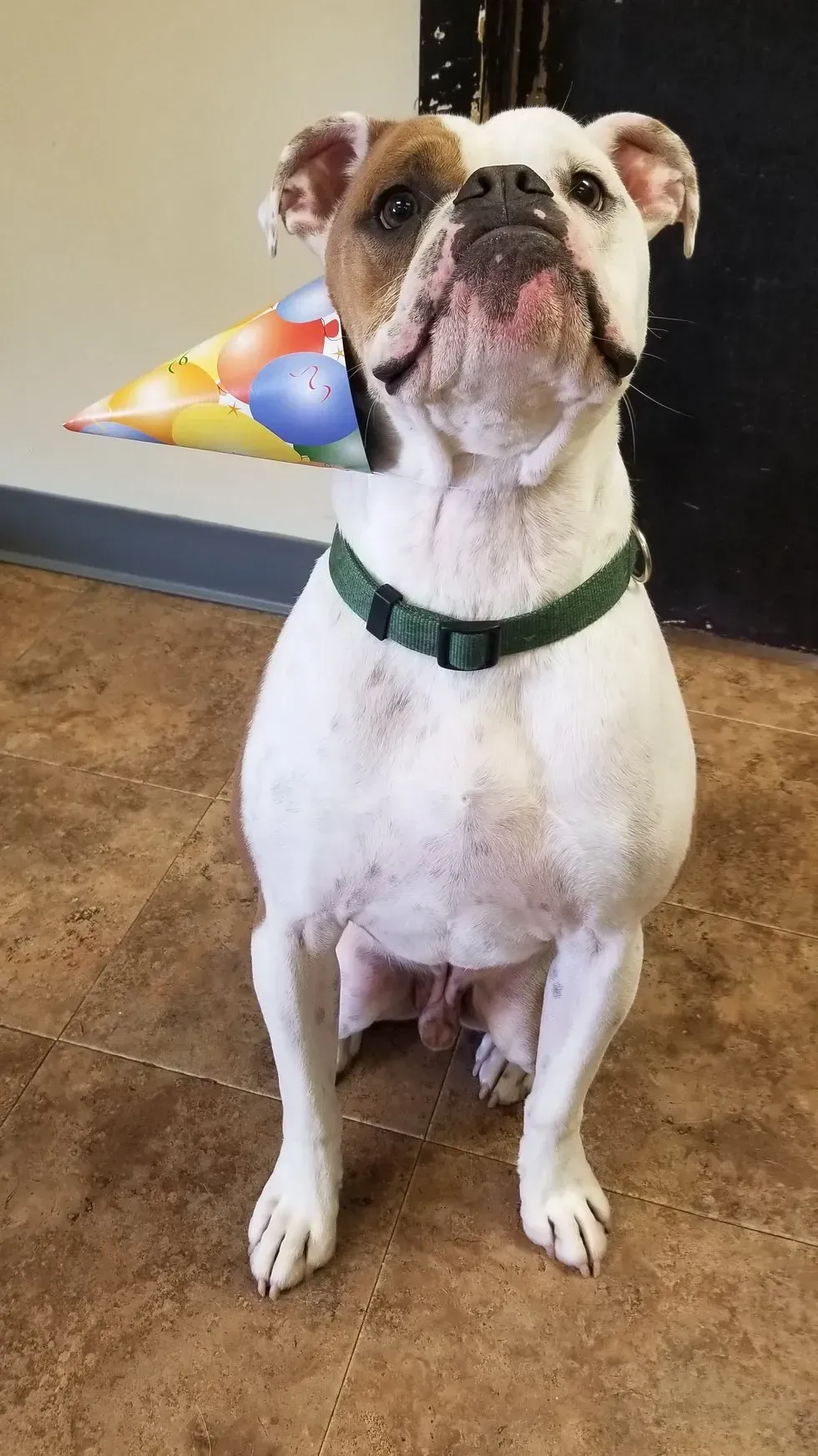 A dog wearing a birthday hat is sitting on the floor.
