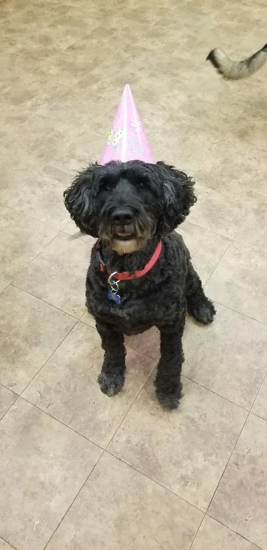 A black dog wearing a pink party hat is standing on a tiled floor.