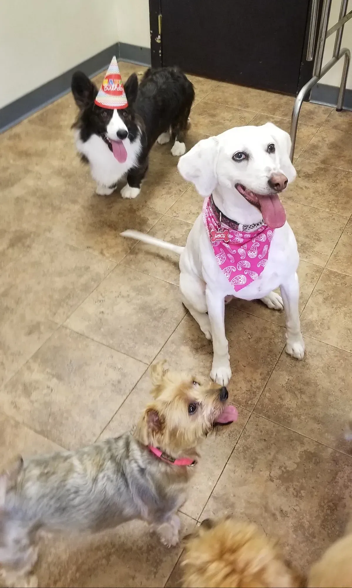 A group of dogs is standing on a tiled floor. One of the dogs is wearing a birthday hat.
