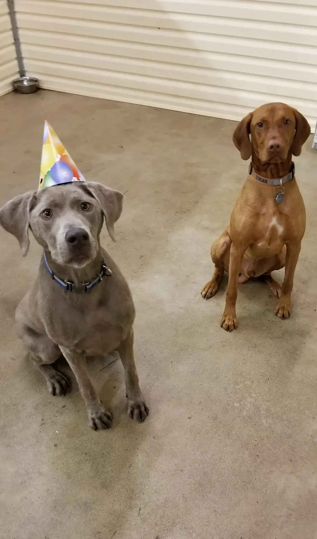 Two dogs wearing party hats are sitting next to each other on the floor.