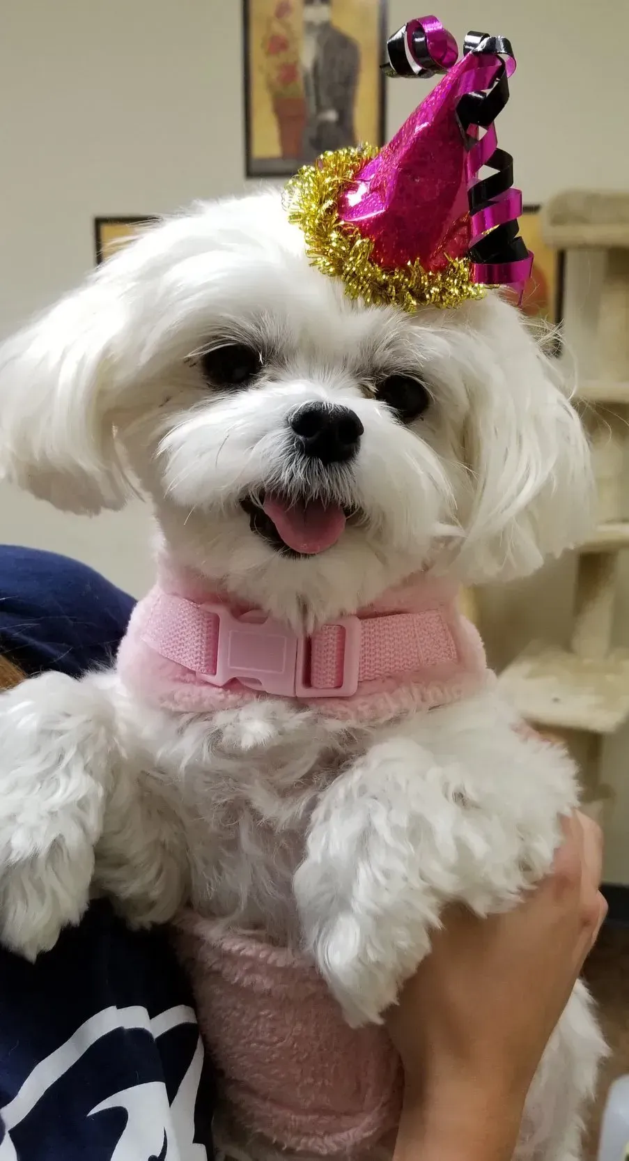 A person is holding a small white dog wearing a pink party hat.