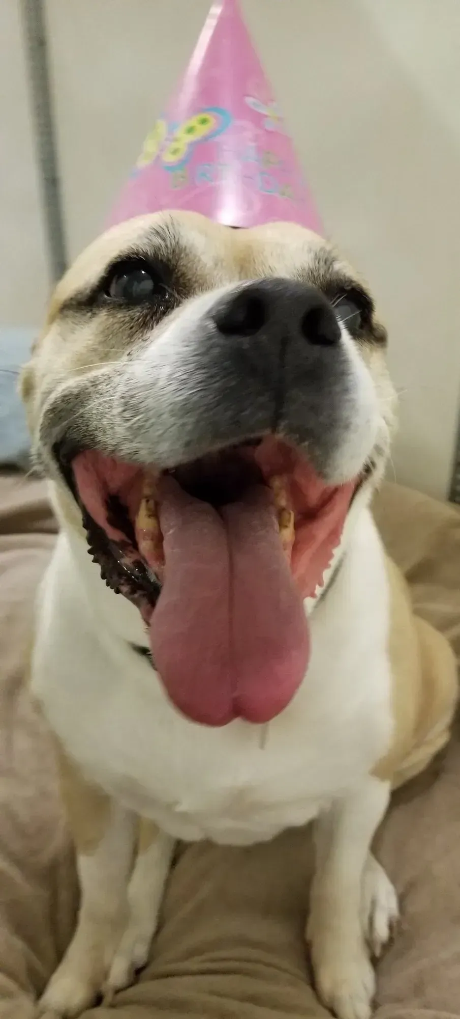 A close up of a dog wearing a pink birthday hat.
