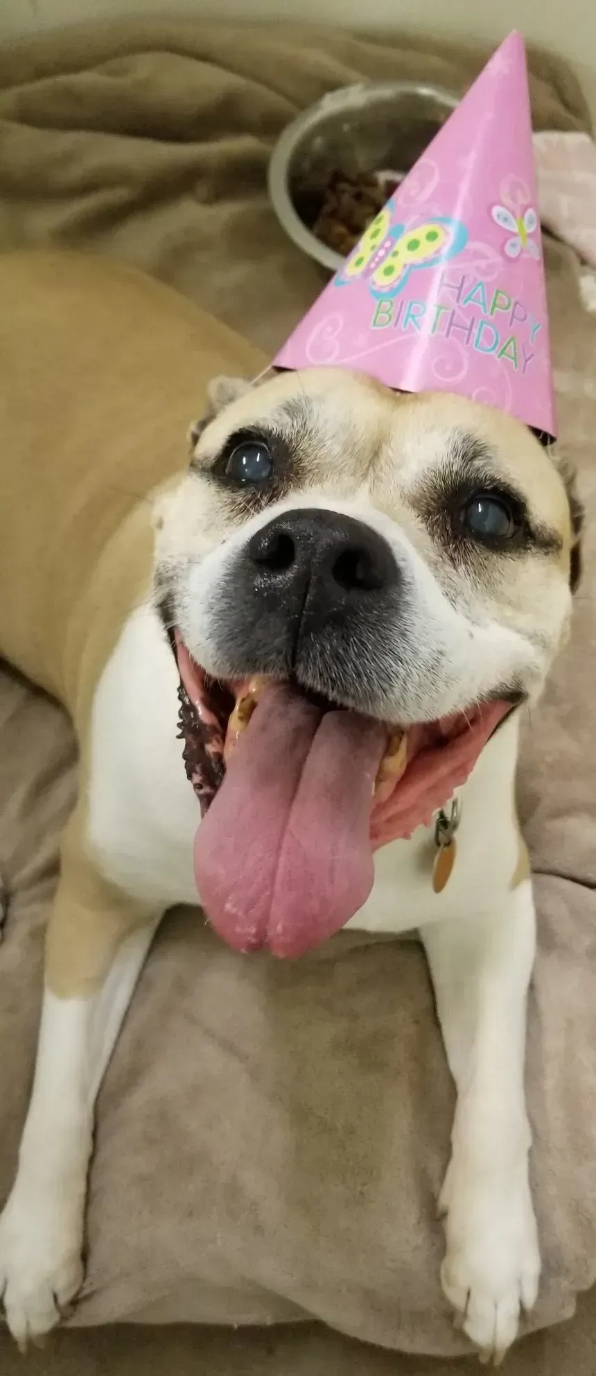 A dog wearing a pink birthday hat is laying on a bed.