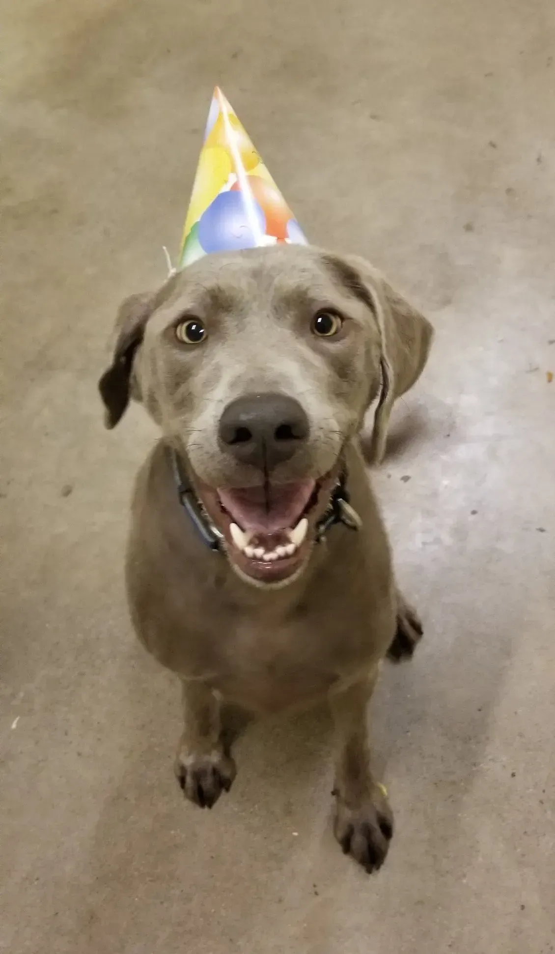 A dog wearing a birthday hat is sitting on the floor.
