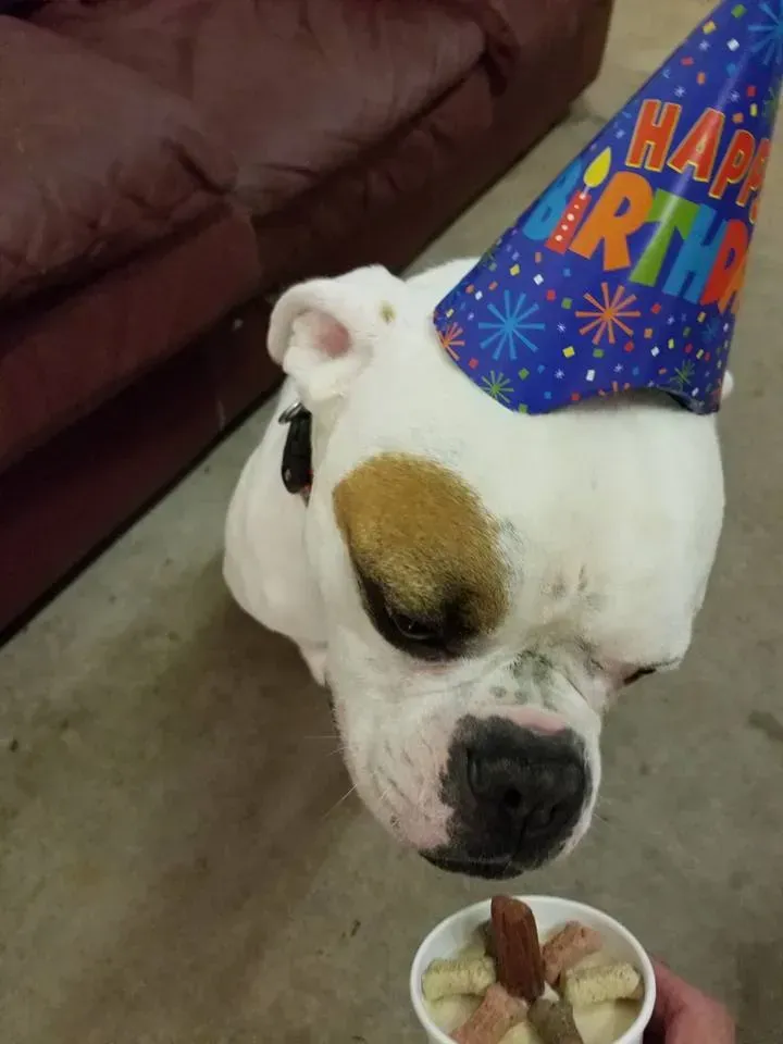 A dog wearing a happy birthday hat looks at a cup of food