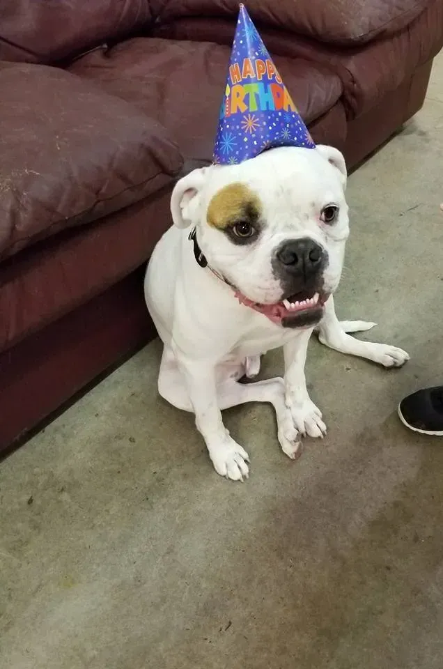 A white dog wearing a birthday hat is sitting on the floor.