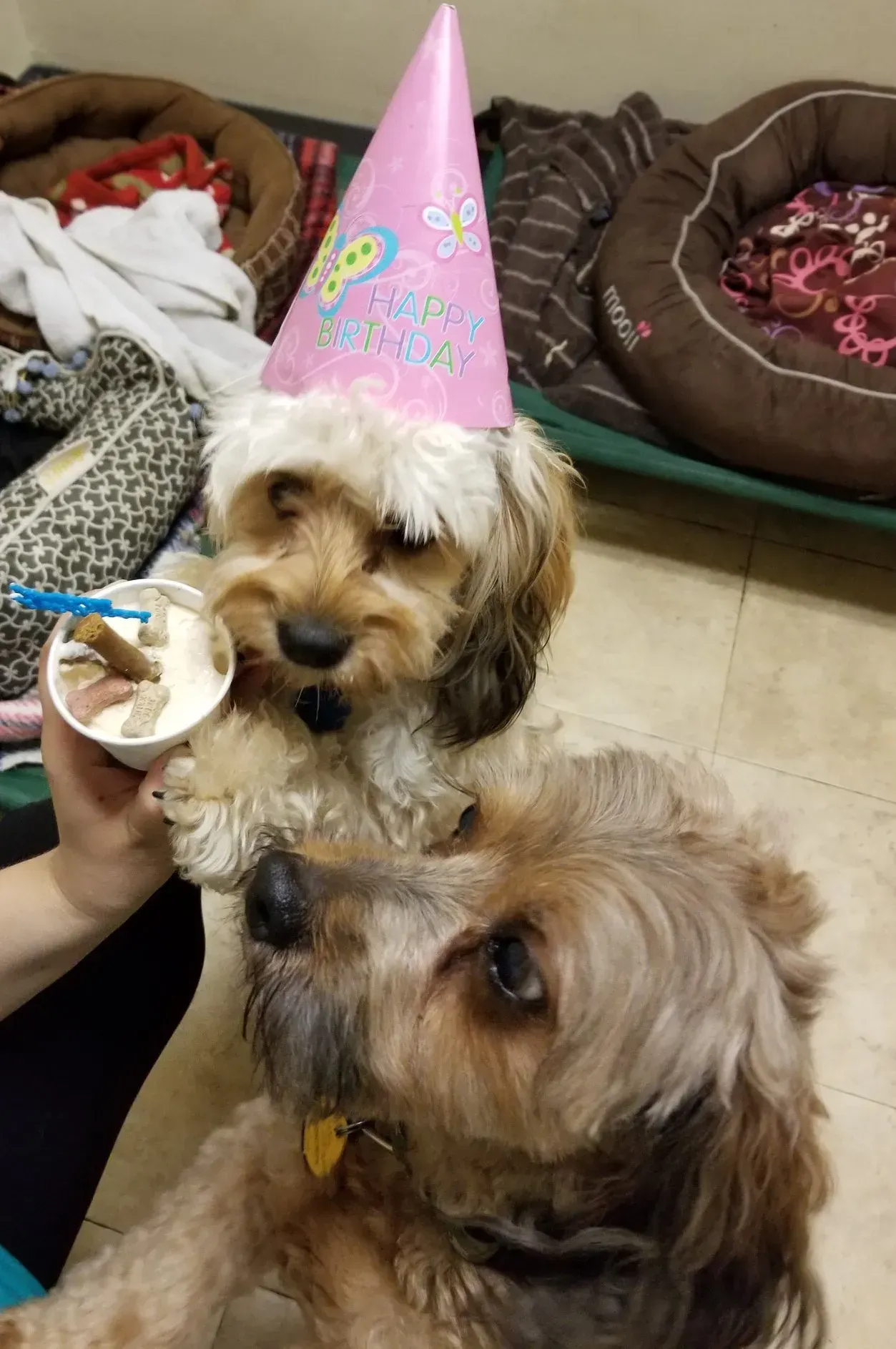 Two dogs wearing birthday hats are standing next to each other.