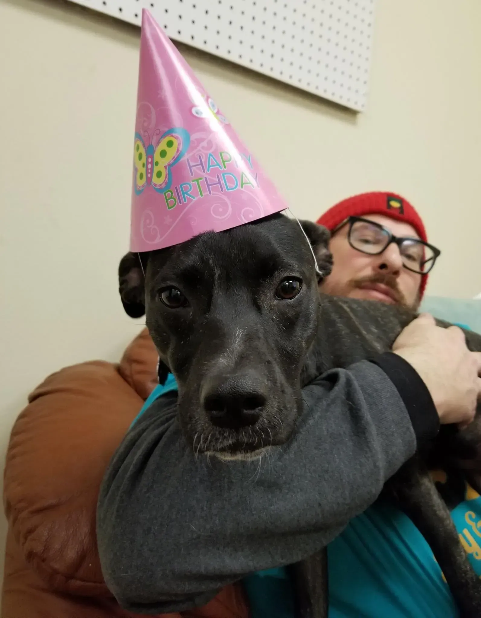 A man is holding a black dog wearing a pink birthday hat