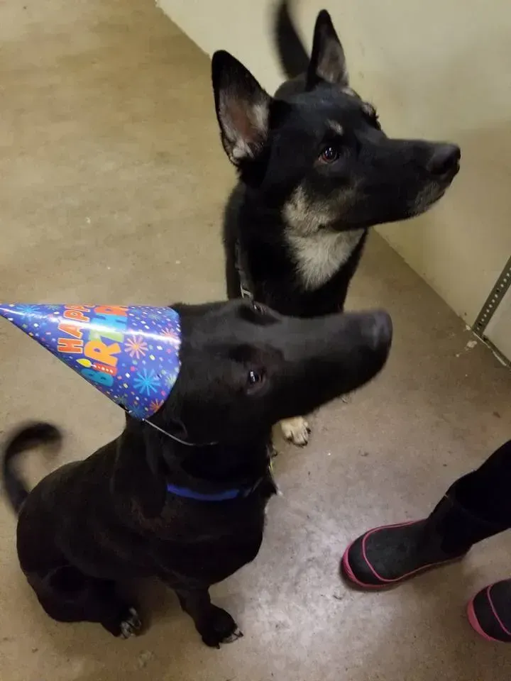 Two dogs wearing party hats one of which has the number 25 on it