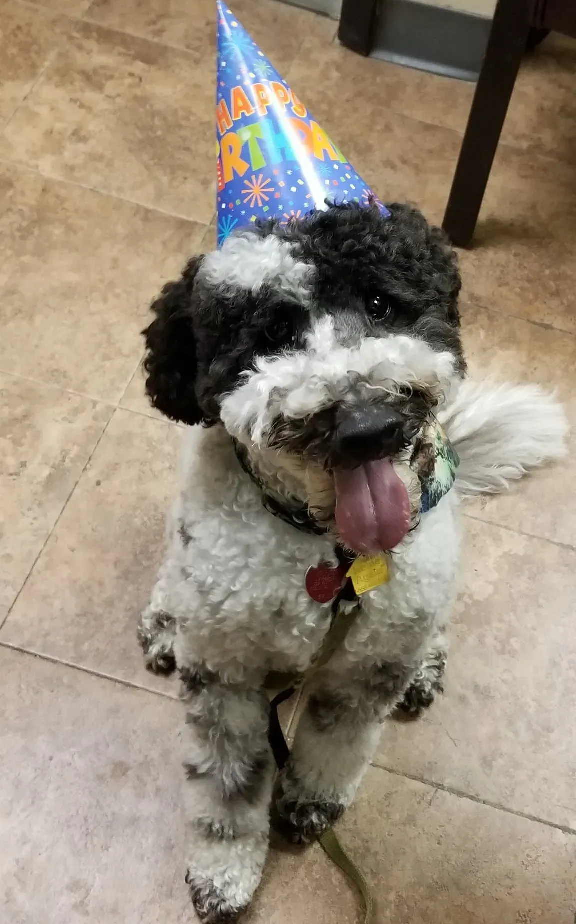 A small black and white dog wearing a birthday hat.