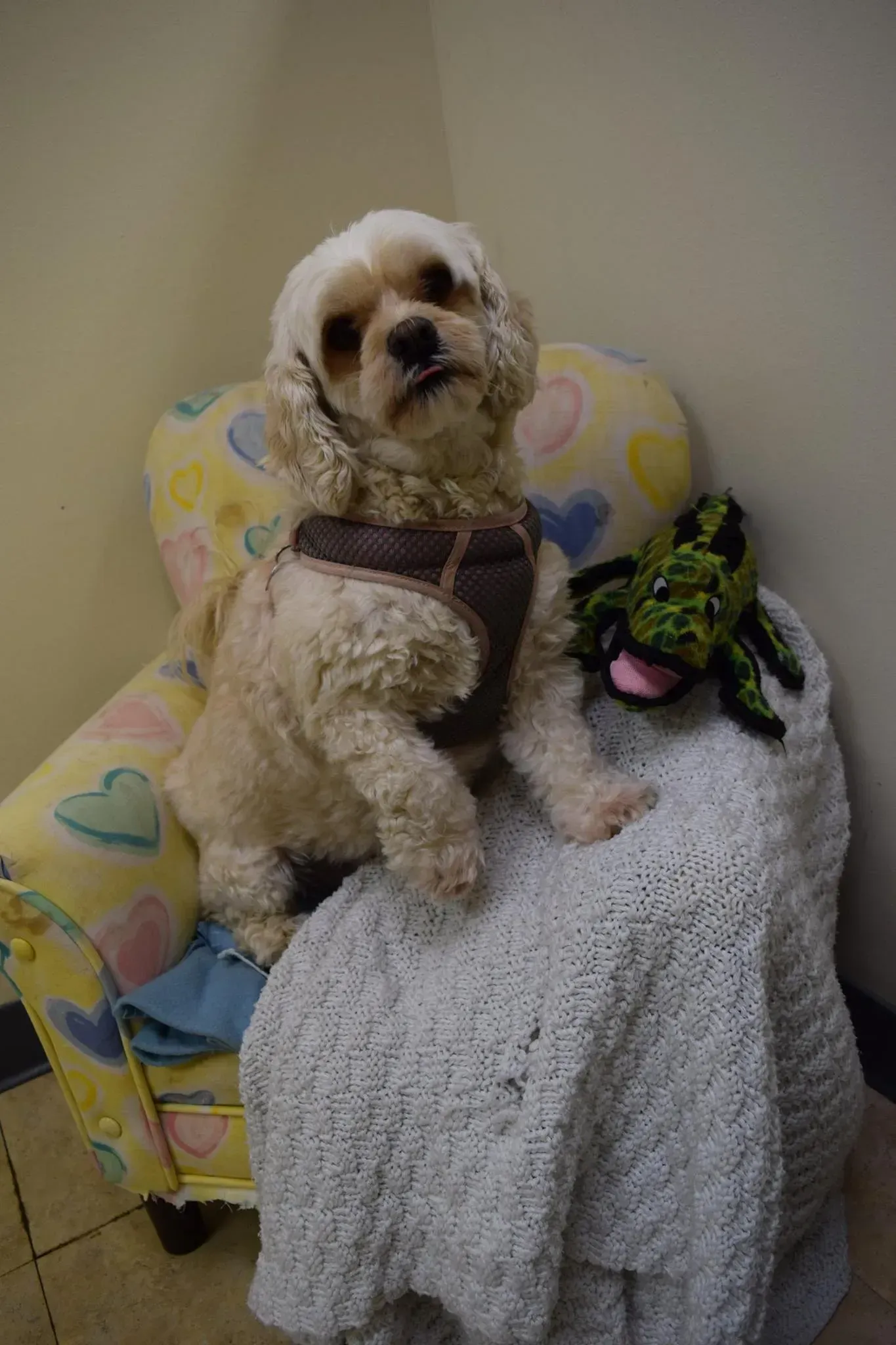 A dog is sitting on a chair next to a toy.