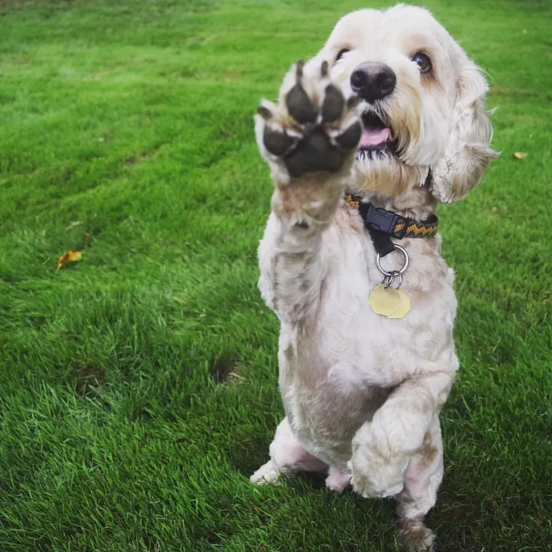 A cocker spaniel is standing on its hind legs in the grass.
