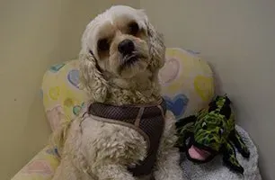 A small dog is sitting on a couch next to a stuffed frog.