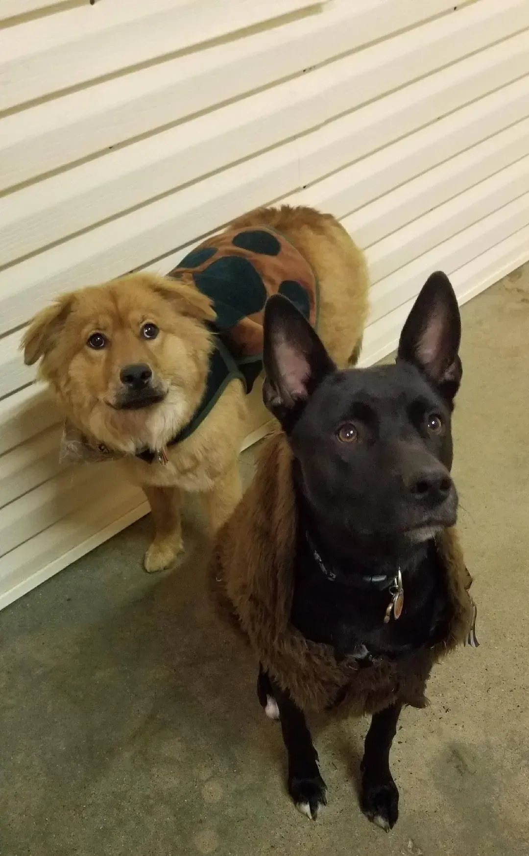 Two dogs are standing next to each other and one is wearing a turtle costume.