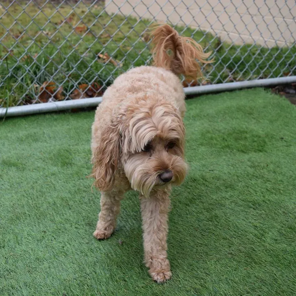 A small brown dog is standing on a green lawn in front of a chain link fence.