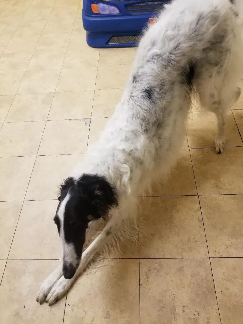 A black and white dog standing on a tiled floor
