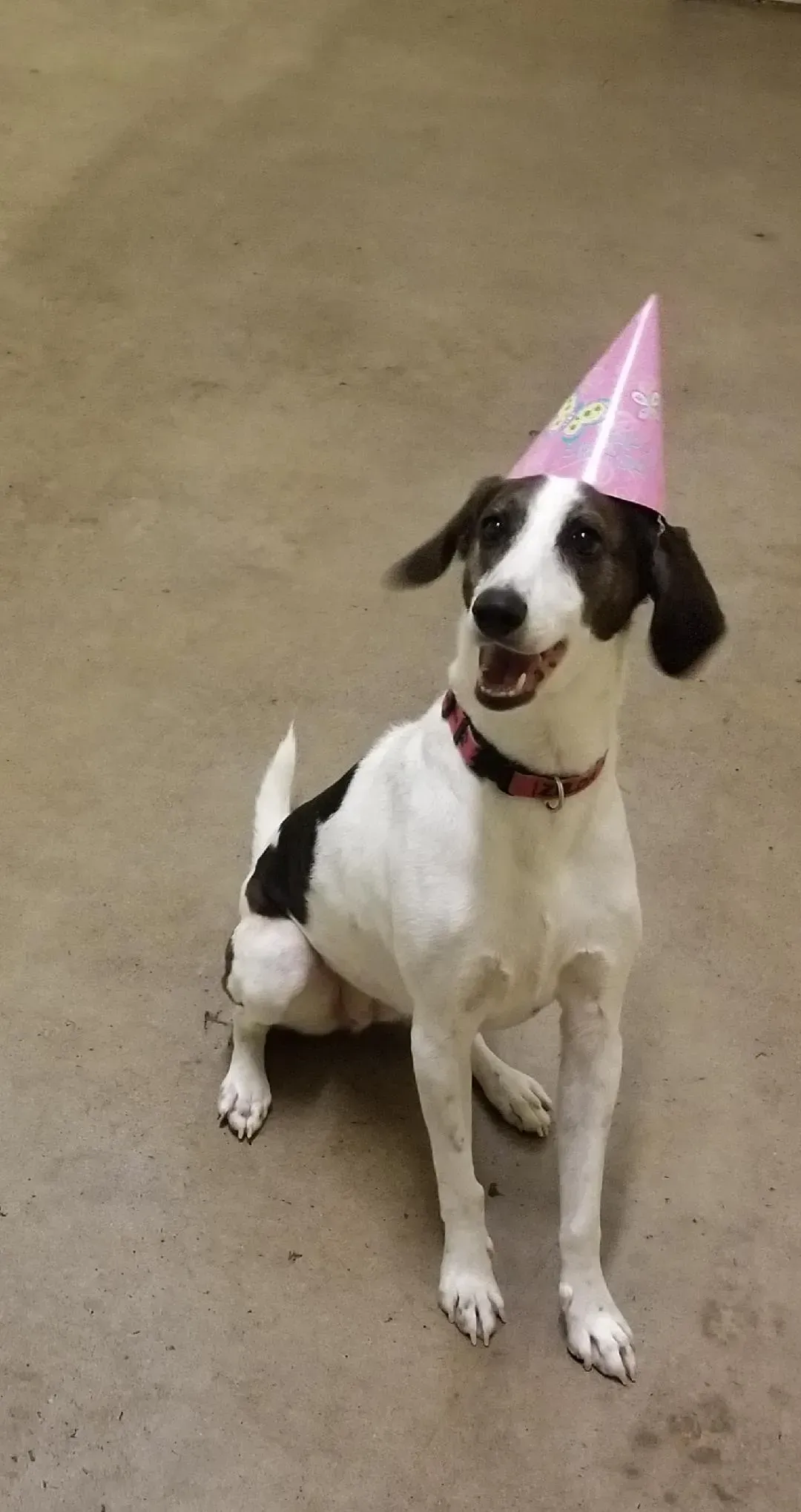 A black and white dog wearing a pink birthday hat.