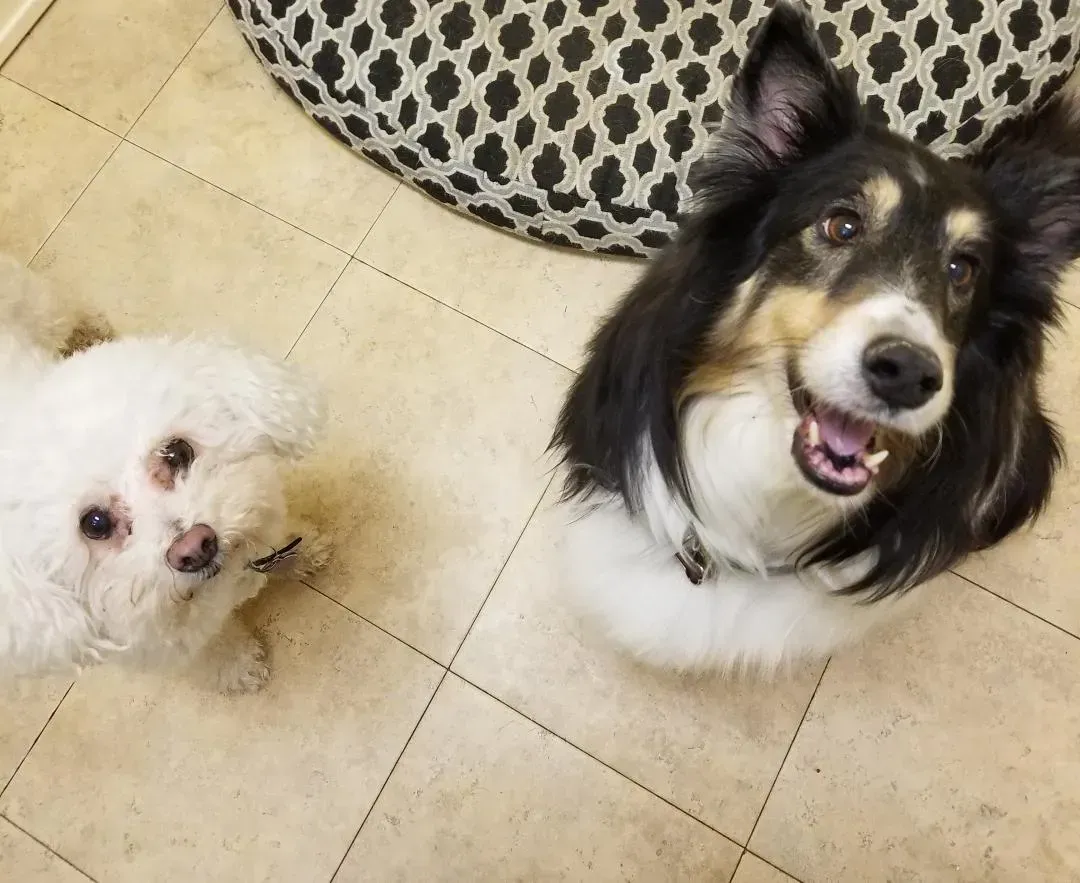 A small white dog and a large black and white dog are looking up at the camera.
