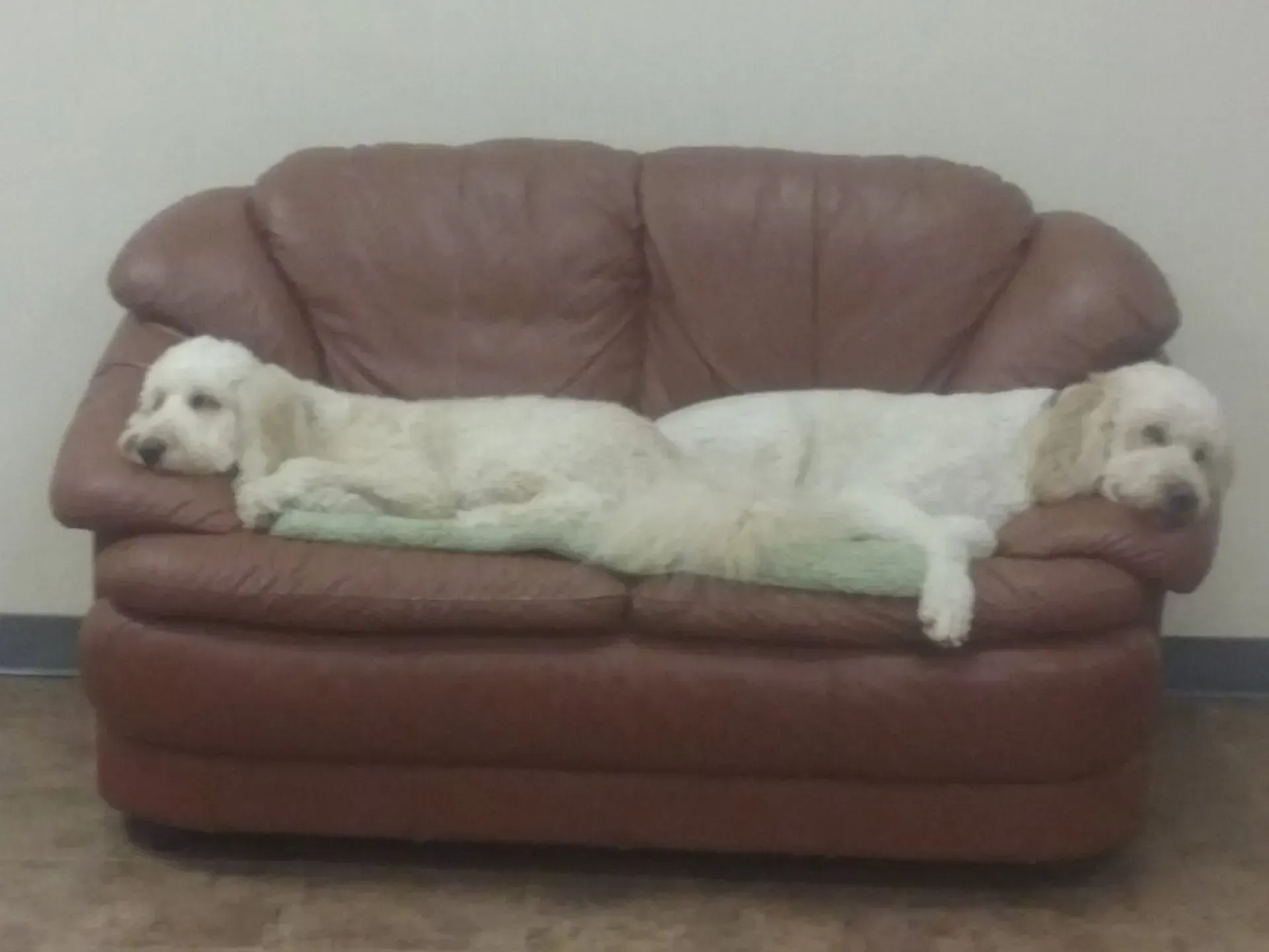 Two dogs are laying on a brown leather couch