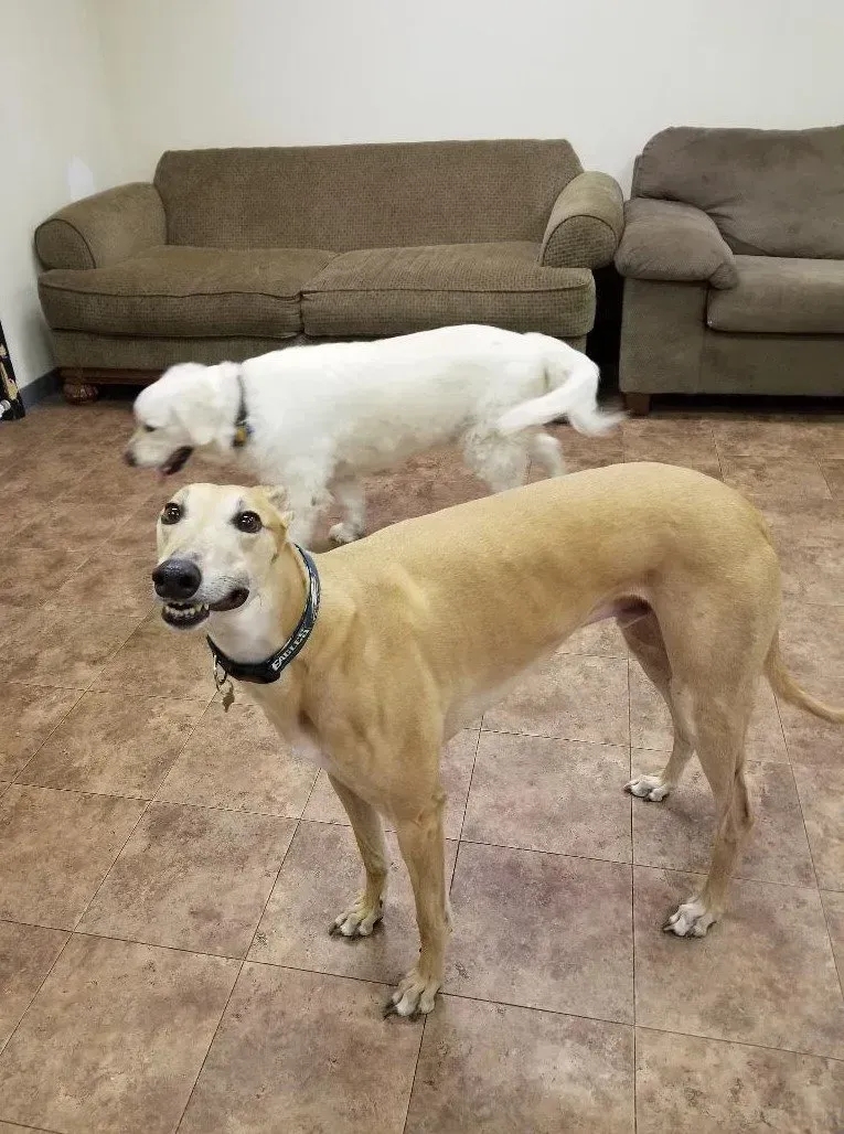 Two dogs are standing next to each other in a living room.