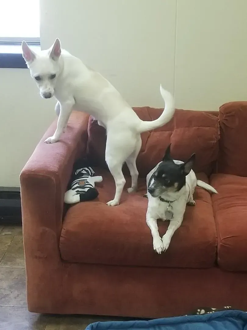 A white dog standing on top of a red couch next to a black and white dog