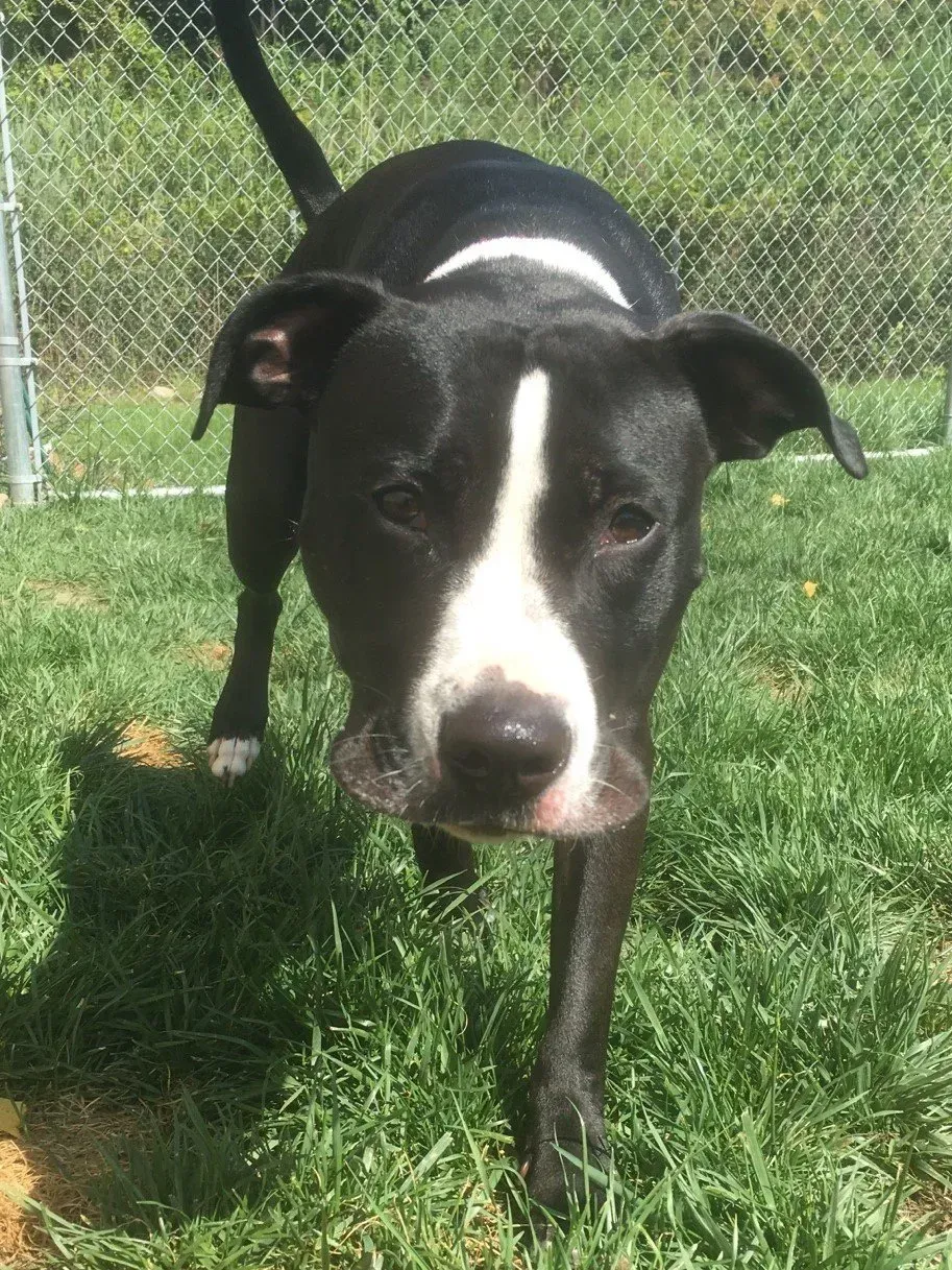 A black and white dog is standing in the grass next to a chain link fence.