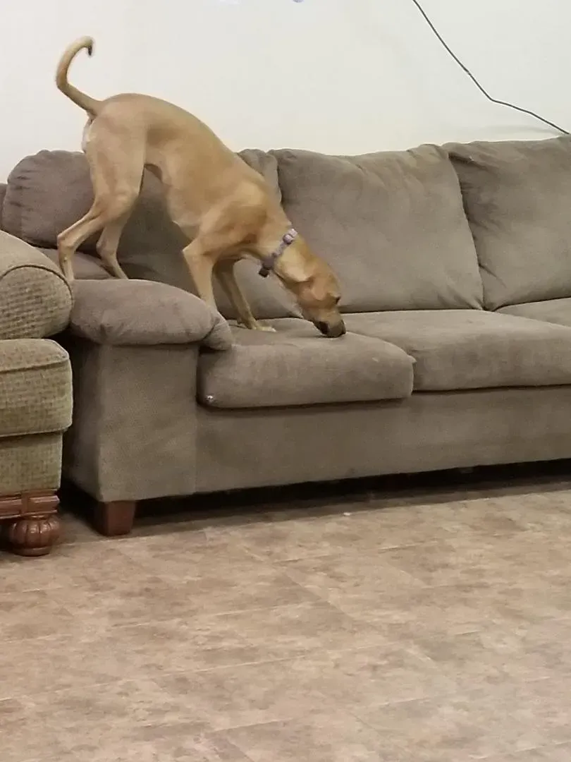A dog is standing on a couch in a living room