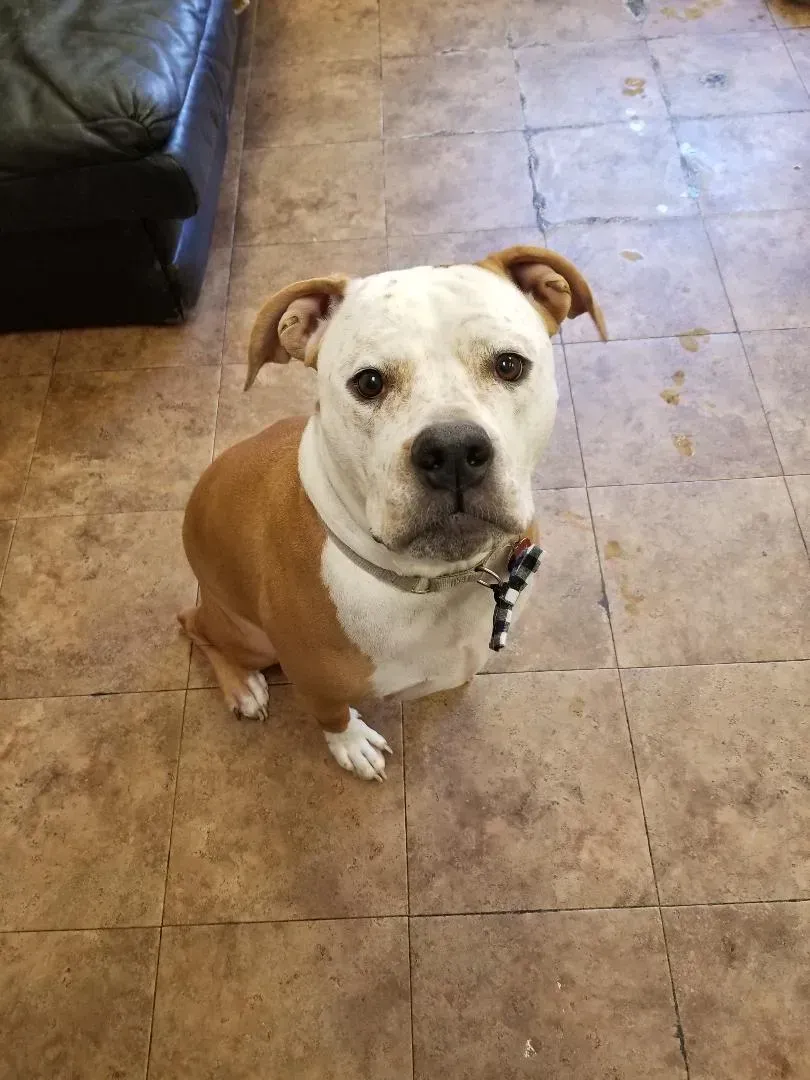 A brown and white dog is sitting on a tiled floor and looking at the camera.