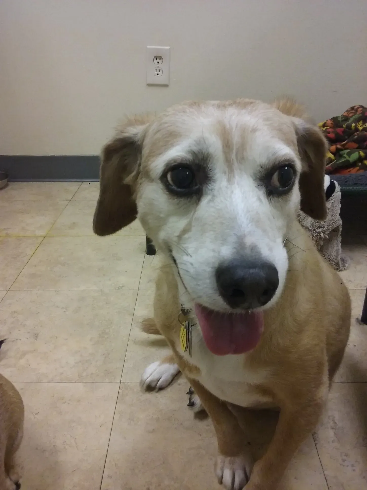A brown and white dog with its tongue hanging out is looking at the camera.