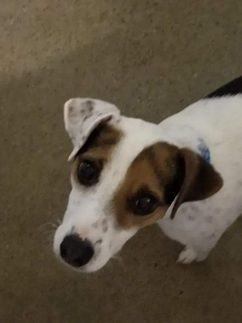 A small brown and white dog is looking at the camera