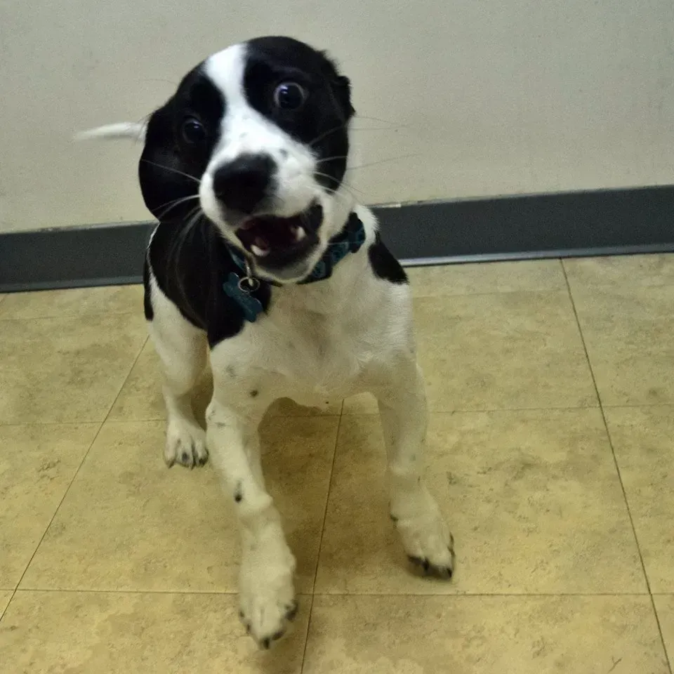 A black and white dog is standing on a tiled floor