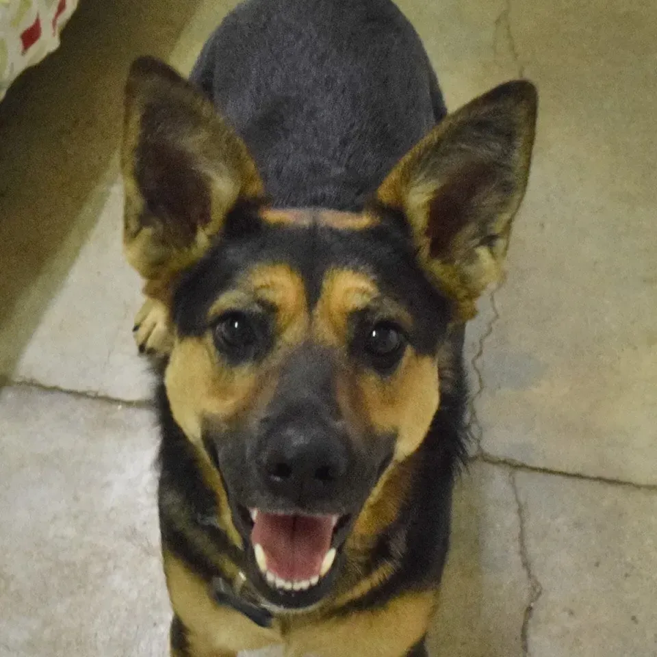 A brown and black dog with big ears is smiling and looking at the camera