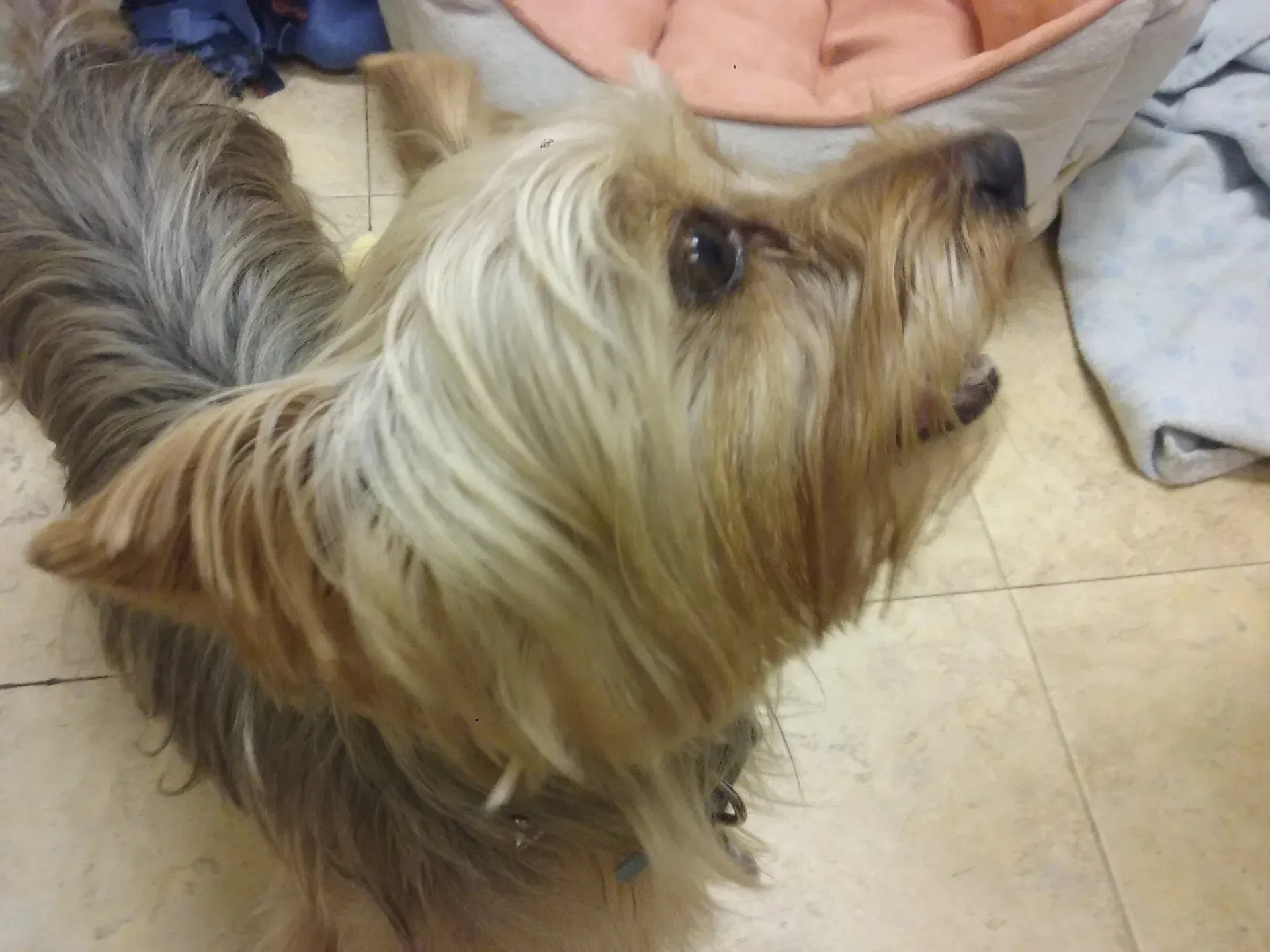 A small dog is looking up at something