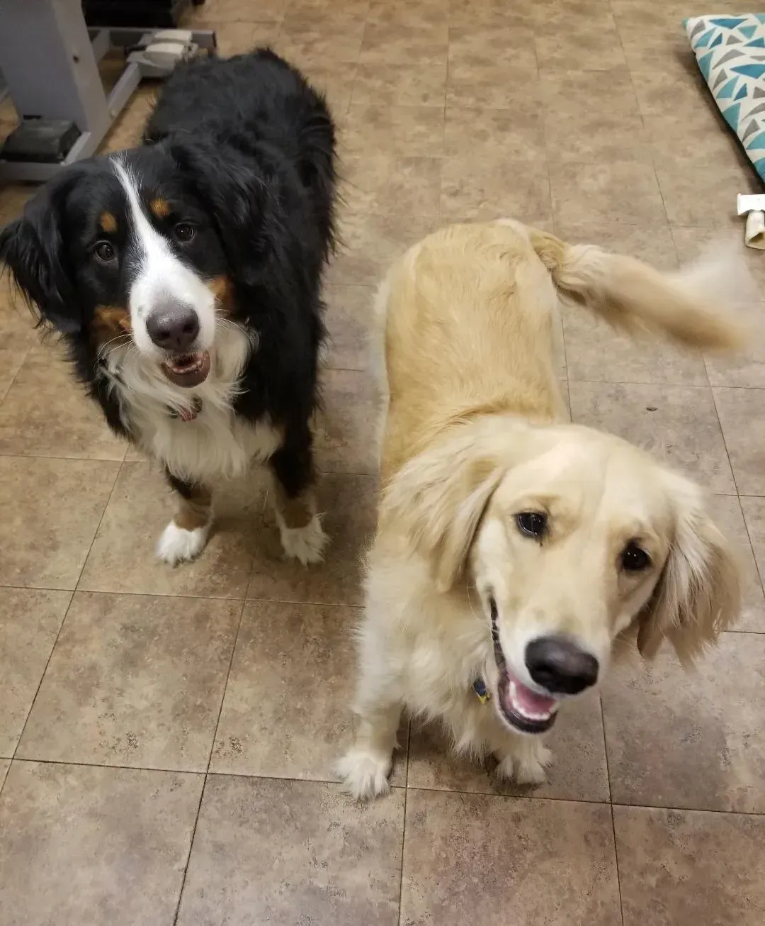 Two dogs are standing next to each other on a tiled floor.