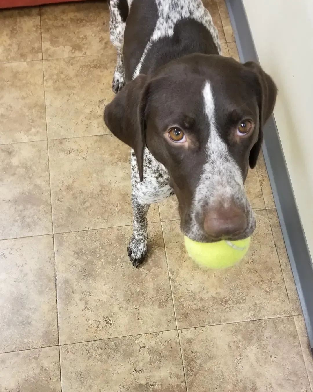 A dog is holding a tennis ball in its mouth