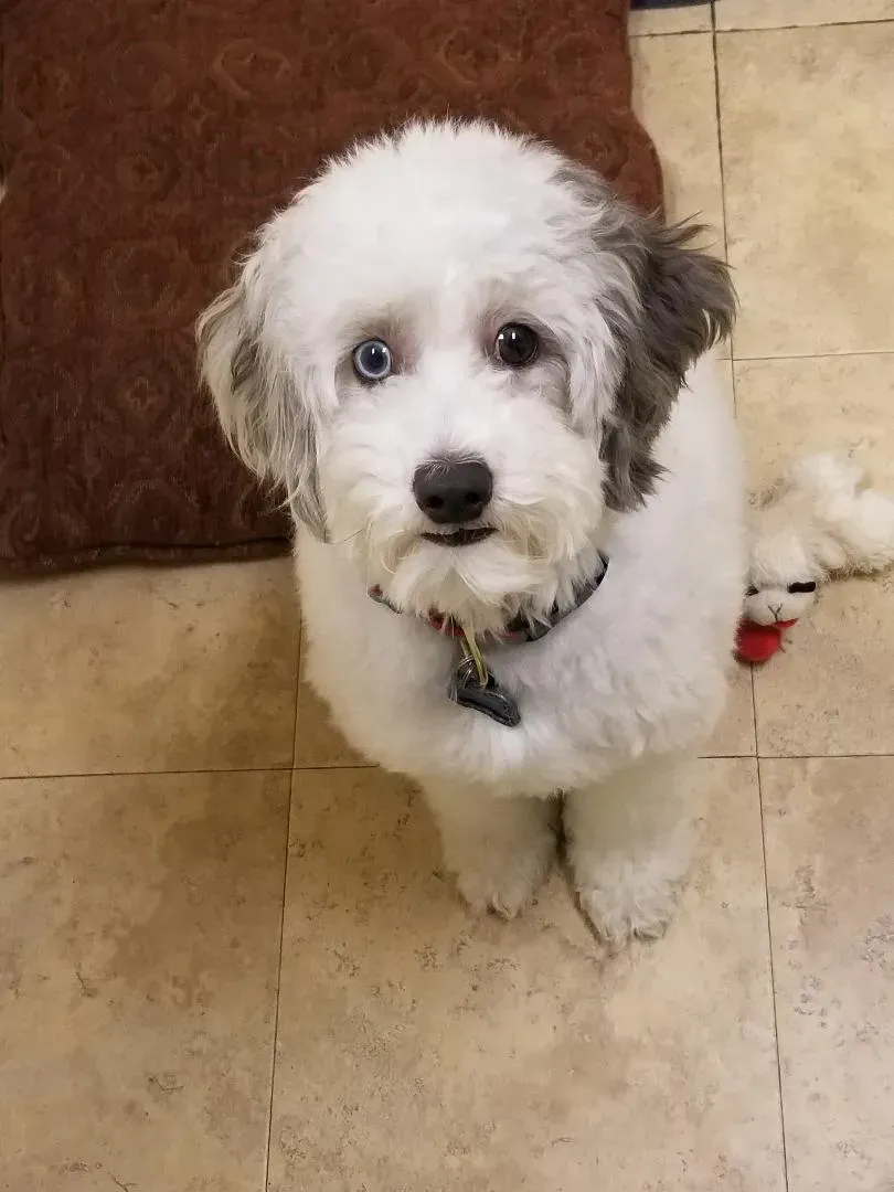 A small white dog is standing on a tiled floor and looking up at the camera.