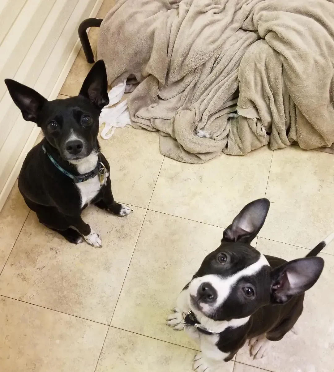 Two black and white dogs looking up at the camera