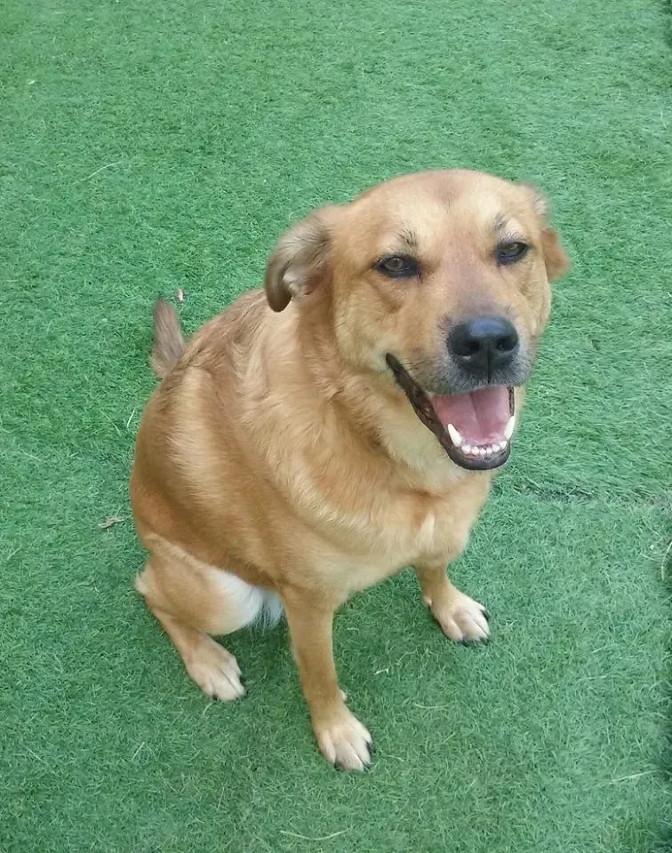 A brown dog is sitting on top of a lush green field.