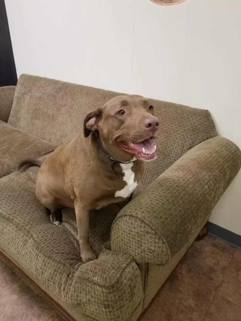A brown and white dog is sitting on a couch.