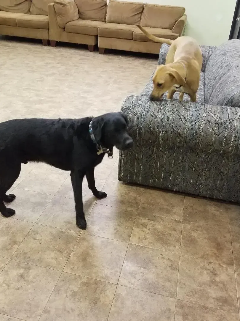 Two dogs are standing next to each other in a living room.