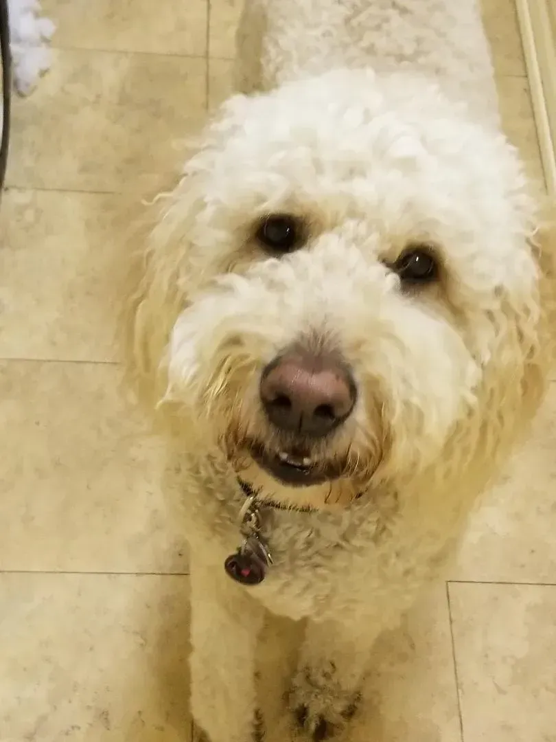 A small white dog is standing on a tiled floor and smiling at the camera.