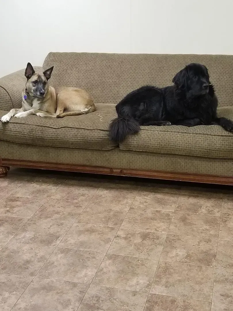 Two dogs are laying on a couch in a living room.
