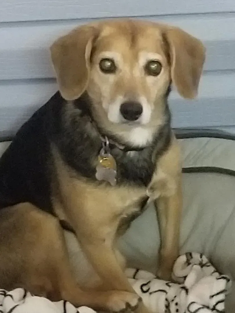 A small brown and black dog is sitting on a bed.