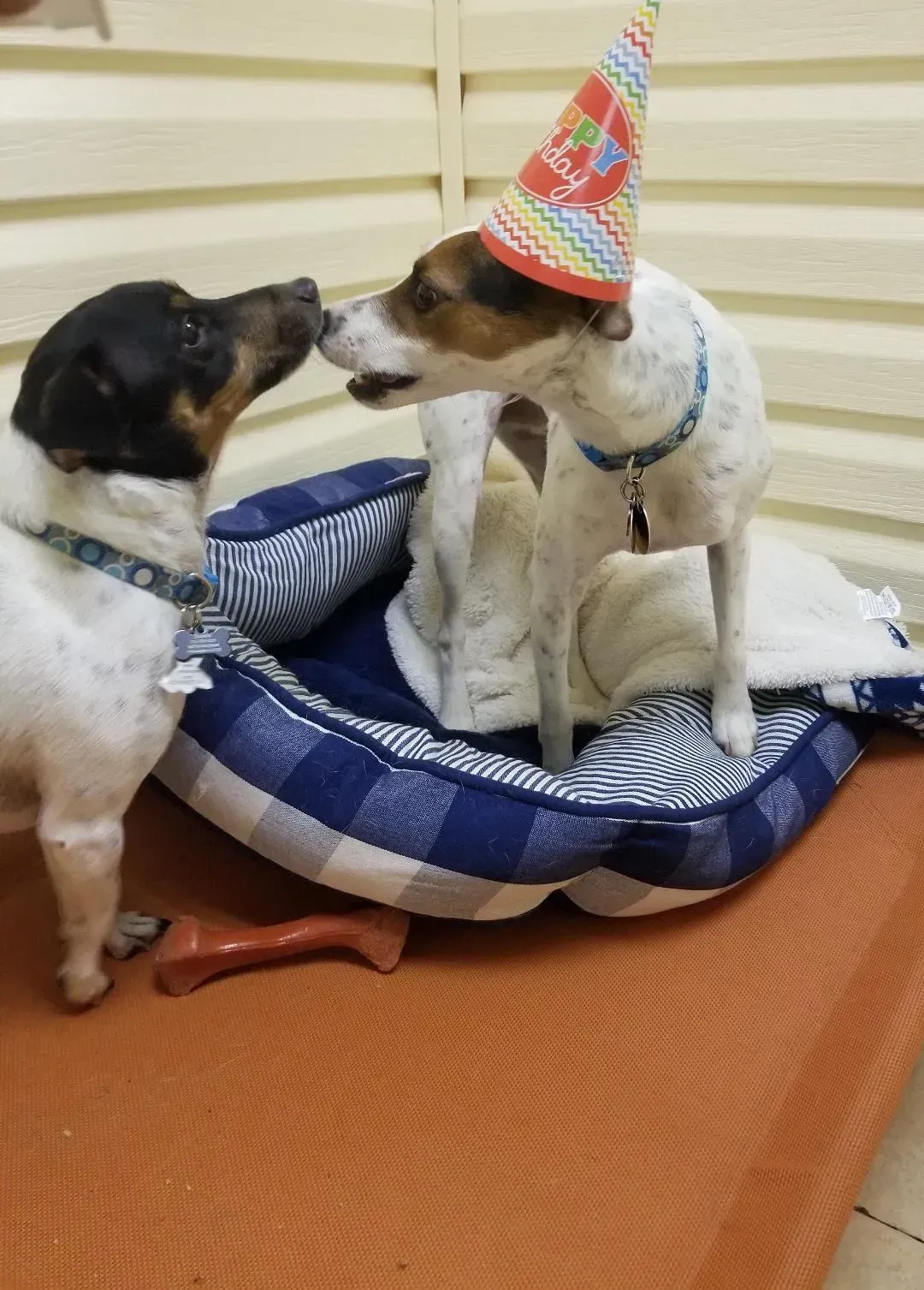 Two dogs wearing party hats are sniffing each other