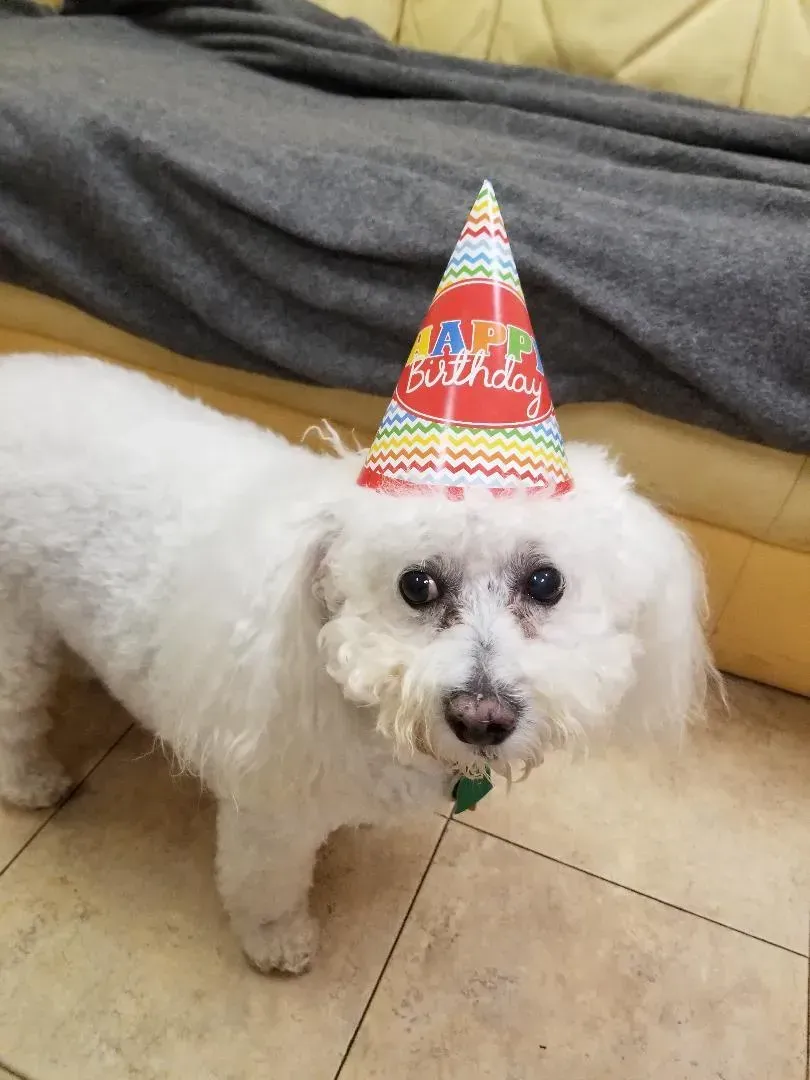 A small white dog wearing a birthday hat