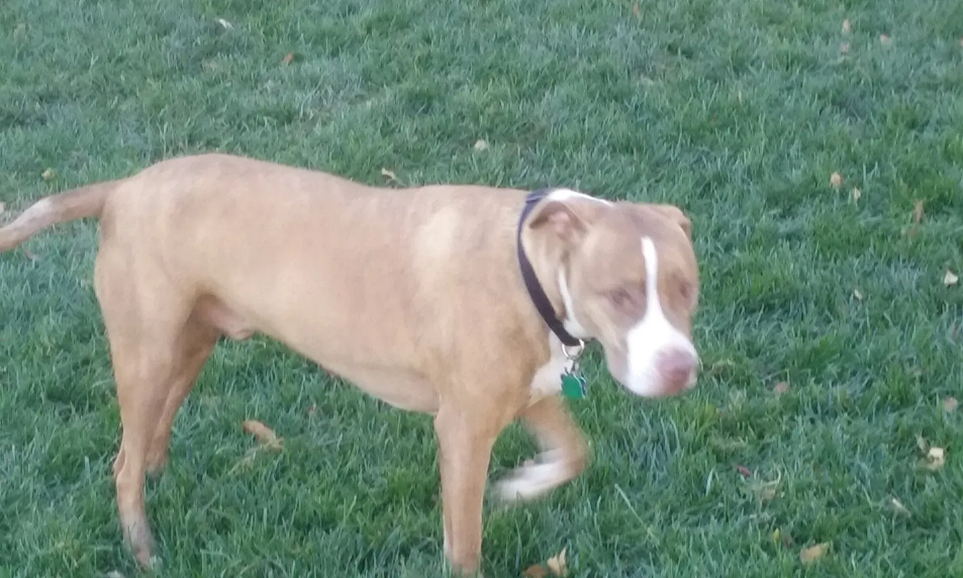 A brown and white dog is standing in the grass.
