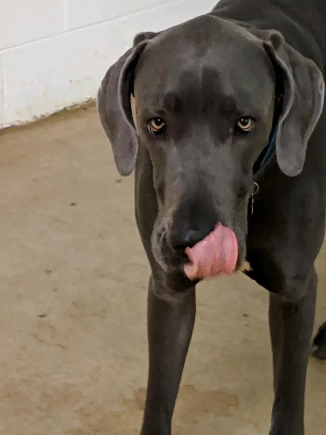A black dog with its tongue hanging out is licking its nose.