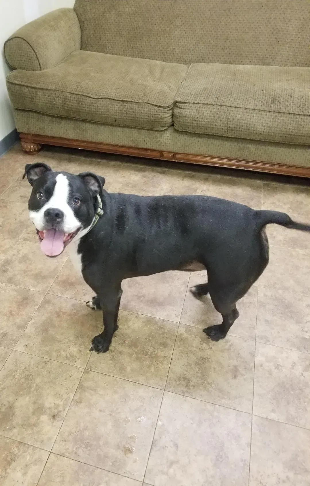 A black and white dog is standing in front of a couch.